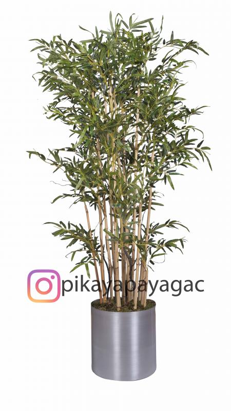 Mini Bambu Ağacı