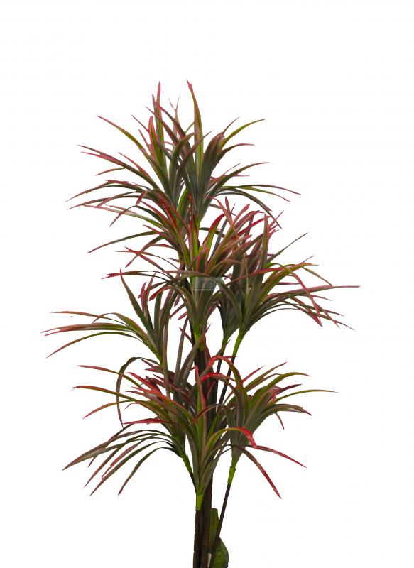 Dracena%20