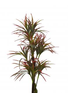 KIRMIZI DRACENA